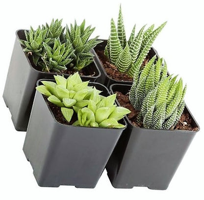 Mini succulents Haworthia - www.Greenie.ae Buy online Best and Healthy Plants and quality products guarantee in Dubai Plants Shop in Dubai Abu Dhabi all over UAE Plants near me Fresh Plants in Dubai where to buy plants in UAE - Greenie.ae