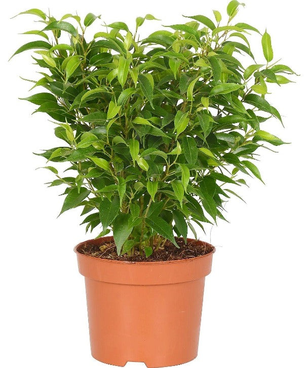 Ficus Benjamina, Kinky - www.Greenie.ae Buy online Best and Healthy Plants and quality products guarantee in Dubai Plants Shop in Dubai Abu Dhabi all over UAE Plants near me Fresh Plants in Dubai where to buy plants in UAE - Greenie.ae