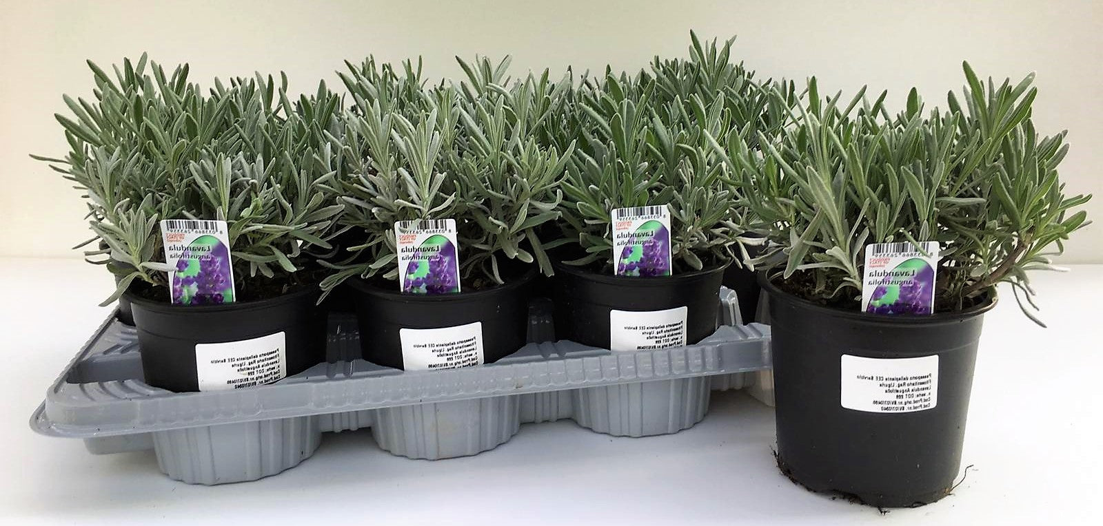 Lavender Herb, Lavandula Dentata - www.Greenie.ae Buy online Best and Healthy Plants and quality products guarantee in Dubai Plants Shop in Dubai Abu Dhabi all over UAE Plants near me Fresh Plants in Dubai where to buy plants in UAE - Greenie.ae