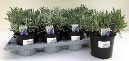 Lavender Herb, Lavandula Dentata - www.Greenie.ae Buy online Best and Healthy Plants and quality products guarantee in Dubai Plants Shop in Dubai Abu Dhabi all over UAE Plants near me Fresh Plants in Dubai where to buy plants in UAE - Greenie.ae