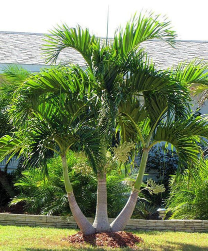 Manila Palm, Veitchia Merrillii - www.Greenie.ae Buy online Best and Healthy Plants and quality products guarantee in Dubai Plants Shop in Dubai Abu Dhabi all over UAE Plants near me Fresh Plants in Dubai where to buy plants in UAE - Greenie.ae