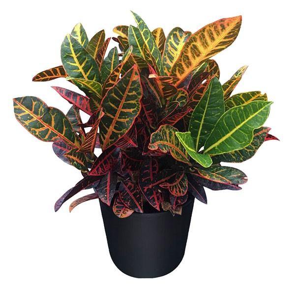 Codiaeum Variegatum , Croton (Indoor) - www.Greenie.ae Buy online Best and Healthy Plants and quality products guarantee in Dubai Plants Shop in Dubai Abu Dhabi all over UAE Plants near me Fresh Plants in Dubai where to buy plants in UAE - Greenie.ae