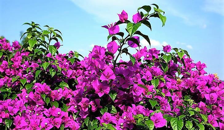 Bougainvillea Alexandra , Purple Paper Flower - www.Greenie.ae Buy online Best and Healthy Plants and quality products guarantee in Dubai Plants Shop in Dubai Abu Dhabi all over UAE Plants near me Fresh Plants in Dubai where to buy plants in UAE - Greenie.ae