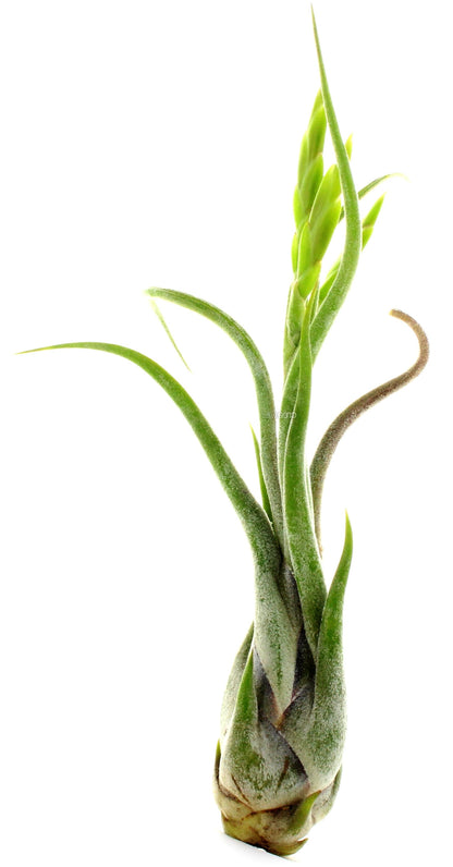 Tillandsia Caput-Medusae - www.Greenie.ae Buy online Best and Healthy Plants and quality products guarantee in Dubai Plants Shop in Dubai Abu Dhabi all over UAE Plants near me Fresh Plants in Dubai where to buy plants in UAE - Greenie.ae