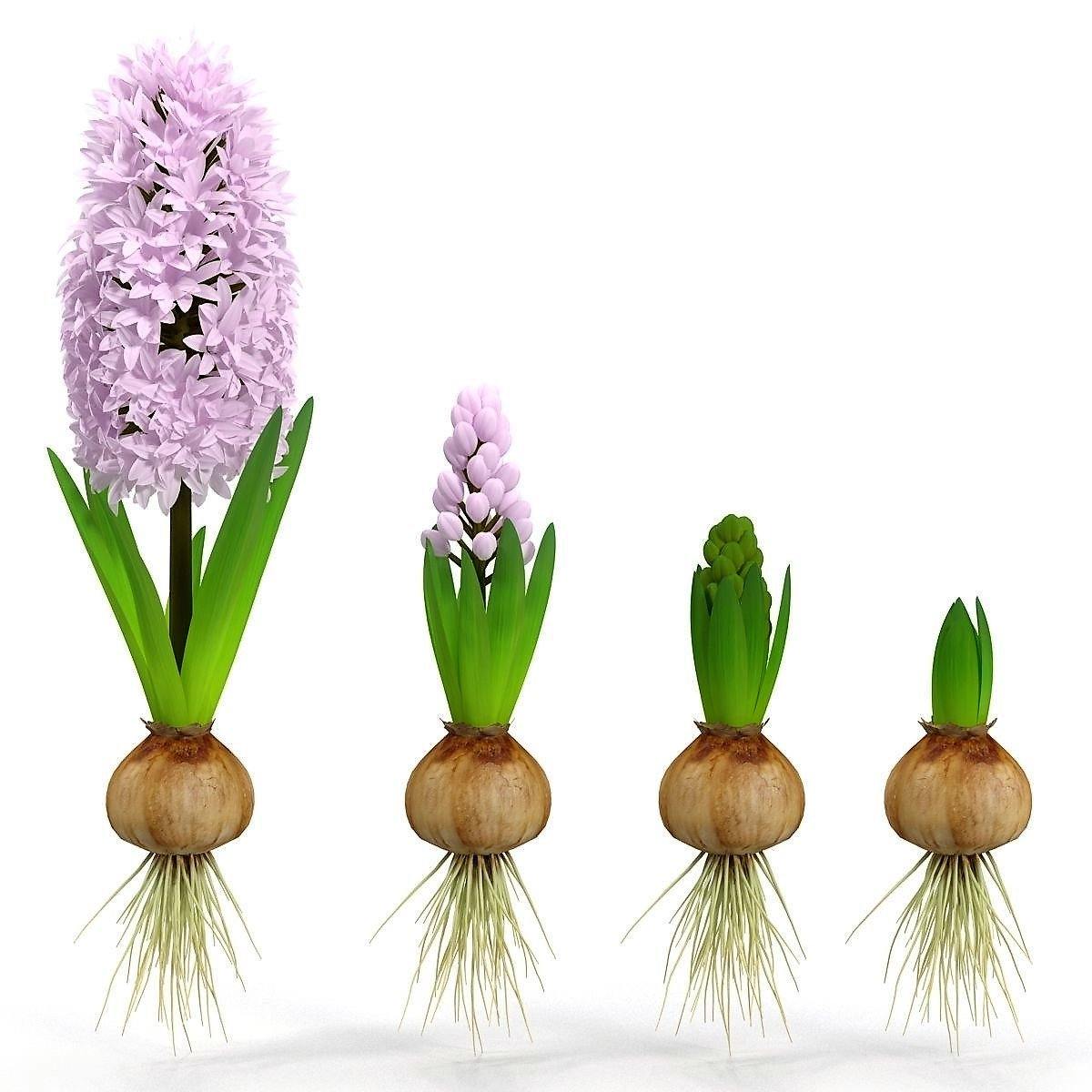 Hyacinth Bulb Fragrance - www.Greenie.ae Buy online Best and Healthy Plants and quality products guarantee in Dubai Plants Shop in Dubai Abu Dhabi all over UAE Plants near me Fresh Plants in Dubai where to buy plants in UAE - Greenie.ae