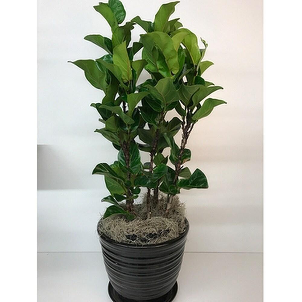 Ficus Lyrata, Fiddle Leaf Fig - www.Greenie.ae Buy online Best and Healthy Plants and quality products guarantee in Dubai Plants Shop in Dubai Abu Dhabi all over UAE Plants near me Fresh Plants in Dubai where to buy plants in UAE - Greenie.ae