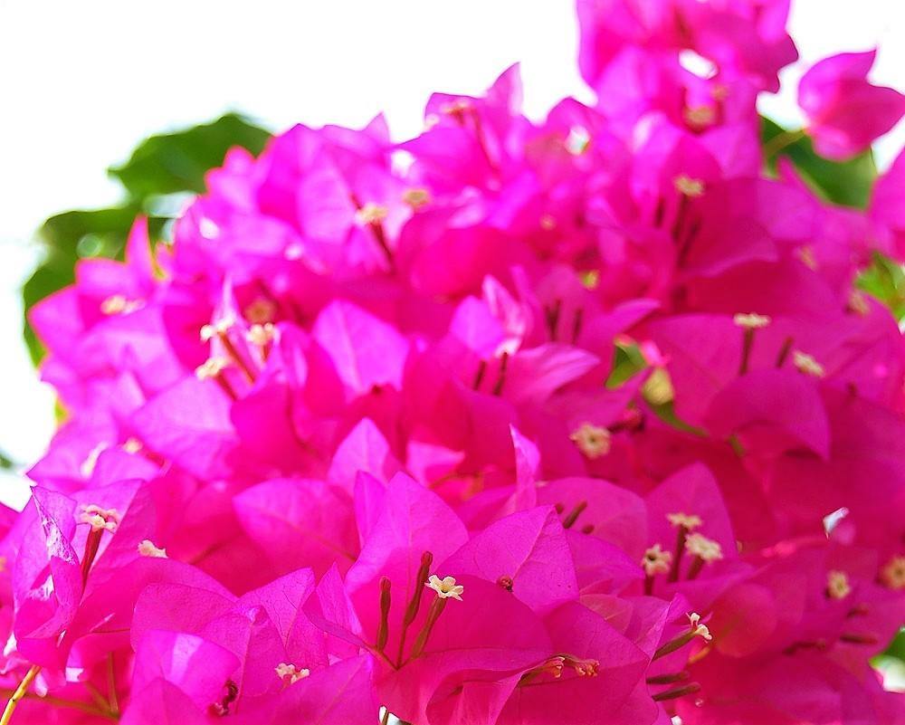 Bougainvillea Spectabilis Pink - www.Greenie.ae Buy online Best and Healthy Plants and quality products guarantee in Dubai Plants Shop in Dubai Abu Dhabi all over UAE Plants near me Fresh Plants in Dubai where to buy plants in UAE - Greenie.ae