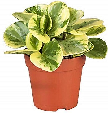 Peperomia marble, Variegated Peperomia - www.Greenie.ae Buy online Best and Healthy Plants and quality products guarantee in Dubai Plants Shop in Dubai Abu Dhabi all over UAE Plants near me Fresh Plants in Dubai where to buy plants in UAE - Greenie.ae