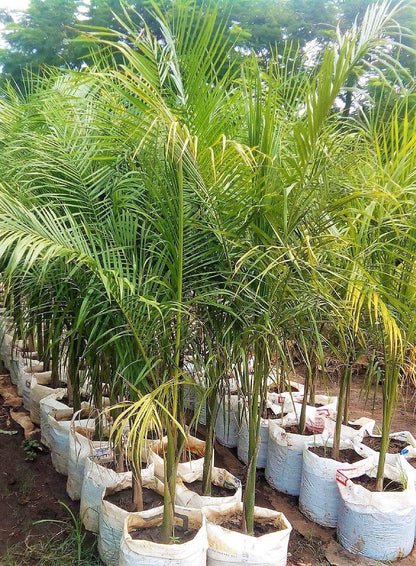 Royal Palm, Roystonia Regia - www.Greenie.ae Buy online Best and Healthy Plants and quality products guarantee in Dubai Plants Shop in Dubai Abu Dhabi all over UAE Plants near me Fresh Plants in Dubai where to buy plants in UAE - Greenie.ae