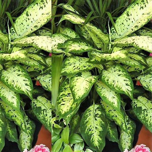 Dieffenbachia Seguine, Maroba, Mars - www.Greenie.ae Buy online Best and Healthy Plants and quality products guarantee in Dubai Plants Shop in Dubai Abu Dhabi all over UAE Plants near me Fresh Plants in Dubai where to buy plants in UAE - Greenie.ae