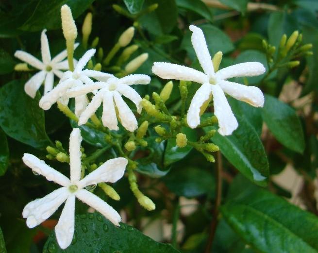 Jasminum Grandiflora, Grandiflorum, Jasmine Climber - www.Greenie.ae Buy online Best and Healthy Plants and quality products guarantee in Dubai Plants Shop in Dubai Abu Dhabi all over UAE Plants near me Fresh Plants in Dubai where to buy plants in UAE - Greenie.ae