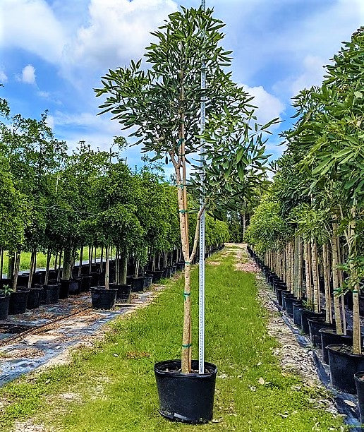 Trumpet Tree, Tabebuia pentaphylla, Tabebuia Rosea - www.Greenie.ae Buy online Best and Healthy Plants and quality products guarantee in Dubai Plants Shop in Dubai Abu Dhabi all over UAE Plants near me Fresh Plants in Dubai where to buy plants in UAE - Greenie.ae