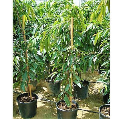 Ficus Amstel Queen - www.Greenie.ae Buy online Best and Healthy Plants and quality products guarantee in Dubai Plants Shop in Dubai Abu Dhabi all over UAE Plants near me Fresh Plants in Dubai where to buy plants in UAE - Greenie.ae