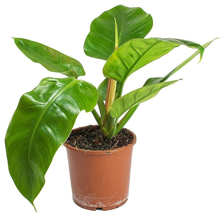 Philodendron Imperial Green - www.Greenie.ae Buy online Best and Healthy Plants and quality products guarantee in Dubai Plants Shop in Dubai Abu Dhabi all over UAE Plants near me Fresh Plants in Dubai where to buy plants in UAE - Greenie.ae