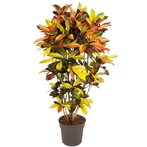 Codiaeum Iceton, Codiaeum Variegatum, Croton - www.Greenie.ae Buy online Best and Healthy Plants and quality products guarantee in Dubai Plants Shop in Dubai Abu Dhabi all over UAE Plants near me Fresh Plants in Dubai where to buy plants in UAE - Greenie.ae