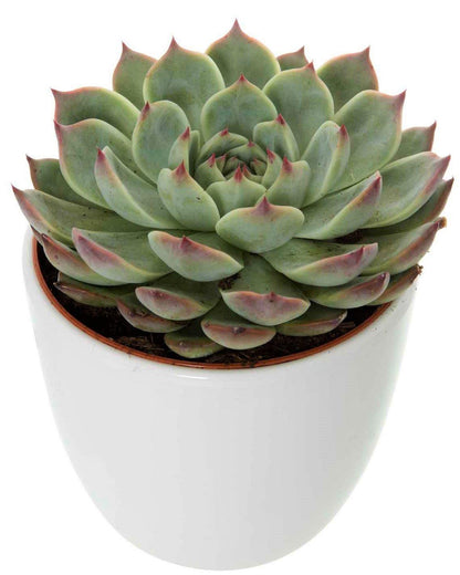 Echeveria succulent - www.Greenie.ae Buy online Best and Healthy Plants and quality products guarantee in Dubai Plants Shop in Dubai Abu Dhabi all over UAE Plants near me Fresh Plants in Dubai where to buy plants in UAE - Greenie.ae