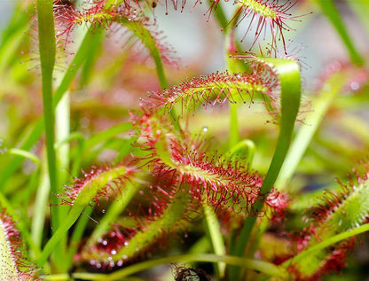 Drosera capensis or Cape Sundew - www.Greenie.ae Buy online Best and Healthy Plants and quality products guarantee in Dubai Plants Shop in Dubai Abu Dhabi all over UAE Plants near me Fresh Plants in Dubai where to buy plants in UAE - Greenie.ae