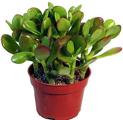 Money Tree, Crassula ovata, Dollar Plant, Jade Plant, Jade Tree - www.Greenie.ae Buy online Best and Healthy Plants and quality products guarantee in Dubai Plants Shop in Dubai Abu Dhabi all over UAE Plants near me Fresh Plants in Dubai where to buy plants in UAE - Greenie.ae