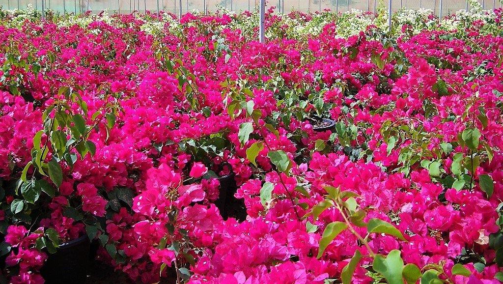 Great Bougainvillea, Bougainvillea Spectabilis - www.Greenie.ae Buy online Best and Healthy Plants and quality products guarantee in Dubai Plants Shop in Dubai Abu Dhabi all over UAE Plants near me Fresh Plants in Dubai where to buy plants in UAE - Greenie.ae