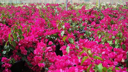 Great Bougainvillea, Bougainvillea Spectabilis - www.Greenie.ae Buy online Best and Healthy Plants and quality products guarantee in Dubai Plants Shop in Dubai Abu Dhabi all over UAE Plants near me Fresh Plants in Dubai where to buy plants in UAE - Greenie.ae