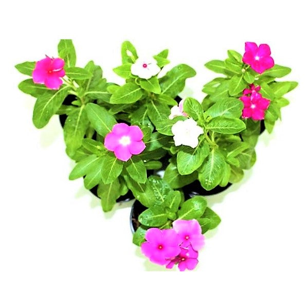 Vinca Flowers (small) - www.Greenie.ae Buy online Best and Healthy Plants and quality products guarantee in Dubai Plants Shop in Dubai Abu Dhabi all over UAE Plants near me Fresh Plants in Dubai where to buy plants in UAE - Greenie.ae