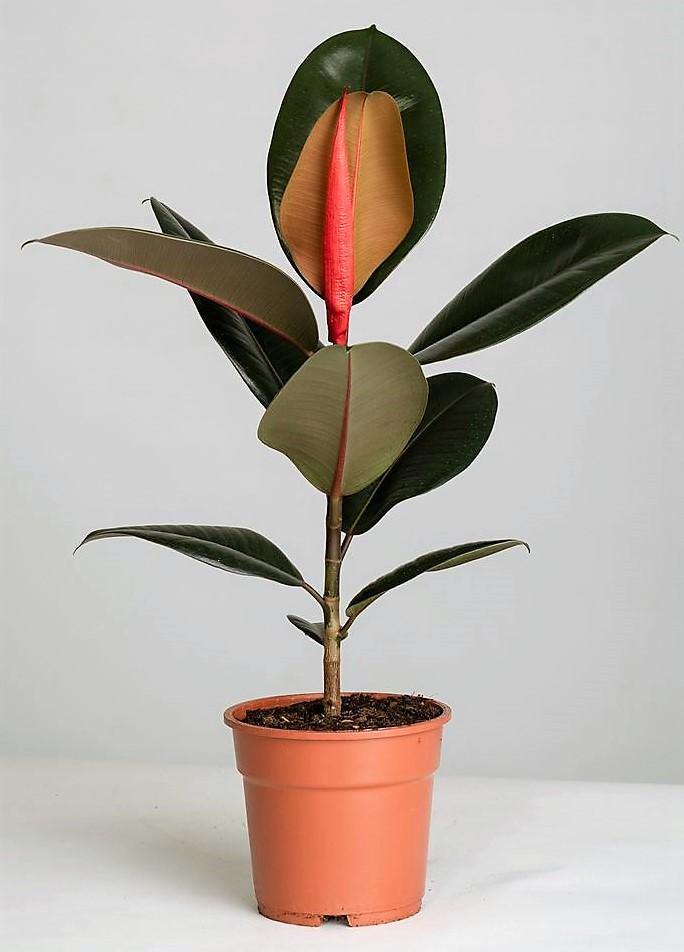 Ficus elastic Abidjan, Rubber Plant - www.Greenie.ae Buy online Best and Healthy Plants and quality products guarantee in Dubai Plants Shop in Dubai Abu Dhabi all over UAE Plants near me Fresh Plants in Dubai where to buy plants in UAE - Greenie.ae