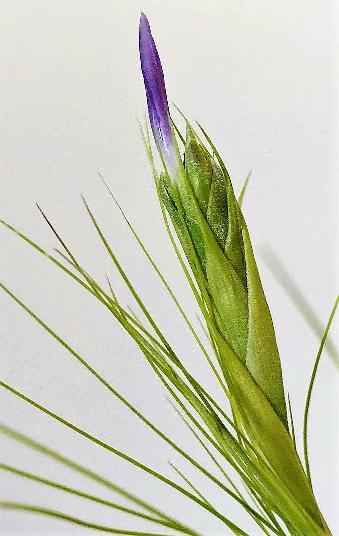 Tillandsia Juncifolia - www.Greenie.ae Buy online Best and Healthy Plants and quality products guarantee in Dubai Plants Shop in Dubai Abu Dhabi all over UAE Plants near me Fresh Plants in Dubai where to buy plants in UAE - Greenie.ae