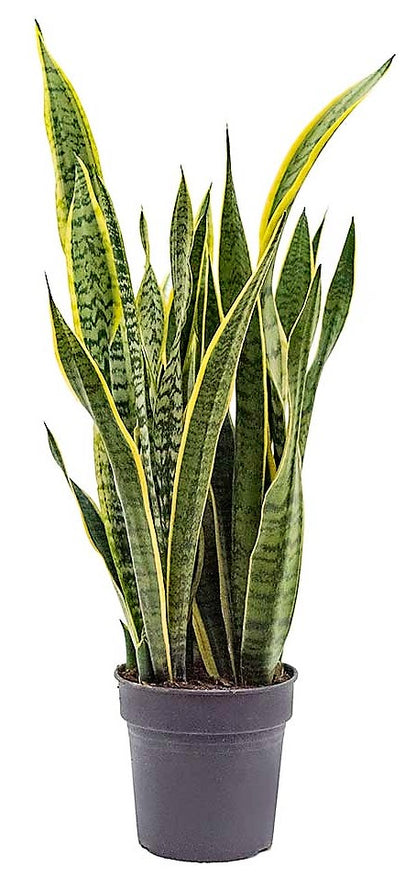 Snake Plant, Sansevieria Trifasciata, Laurentii, indoor - www.Greenie.ae Buy online Best and Healthy Plants and quality products guarantee in Dubai Plants Shop in Dubai Abu Dhabi all over UAE Plants near me Fresh Plants in Dubai where to buy plants in UAE - Greenie.ae