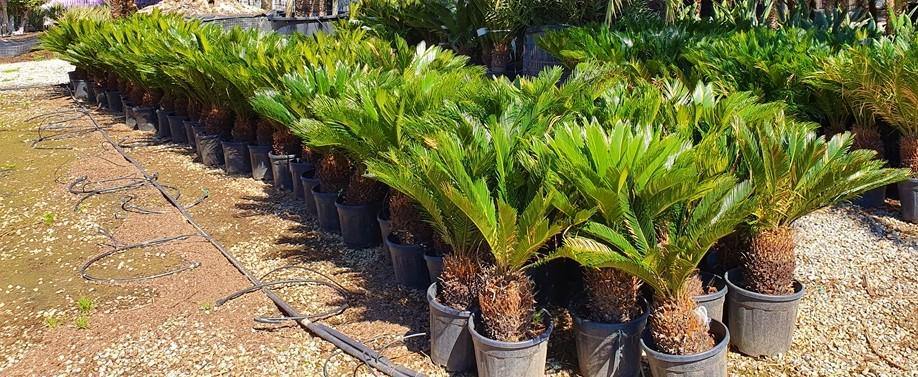 Cycas Revoluta, Sago Palm , Palm Fern, indoor - www.Greenie.ae Buy online Best and Healthy Plants and quality products guarantee in Dubai Plants Shop in Dubai Abu Dhabi all over UAE Plants near me Fresh Plants in Dubai where to buy plants in UAE - Greenie.ae