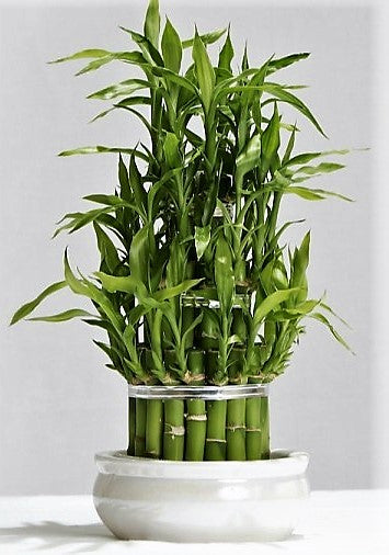 Lucky Bamboo Steps, Dracaena Sanderiana - www.Greenie.ae Buy online Best and Healthy Plants and quality products guarantee in Dubai Plants Shop in Dubai Abu Dhabi all over UAE Plants near me Fresh Plants in Dubai where to buy plants in UAE - Greenie.ae