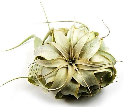 Tillandsia Xerographica - www.Greenie.ae Buy online Best and Healthy Plants and quality products guarantee in Dubai Plants Shop in Dubai Abu Dhabi all over UAE Plants near me Fresh Plants in Dubai where to buy plants in UAE - Greenie.ae