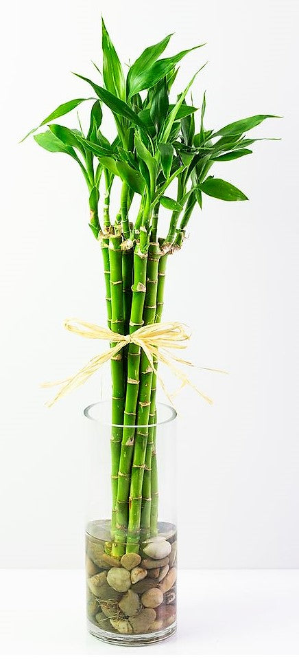 Lucky Bamboo, Dracaena Sanderiana - www.Greenie.ae Buy online Best and Healthy Plants and quality products guarantee in Dubai Plants Shop in Dubai Abu Dhabi all over UAE Plants near me Fresh Plants in Dubai where to buy plants in UAE - Greenie.ae