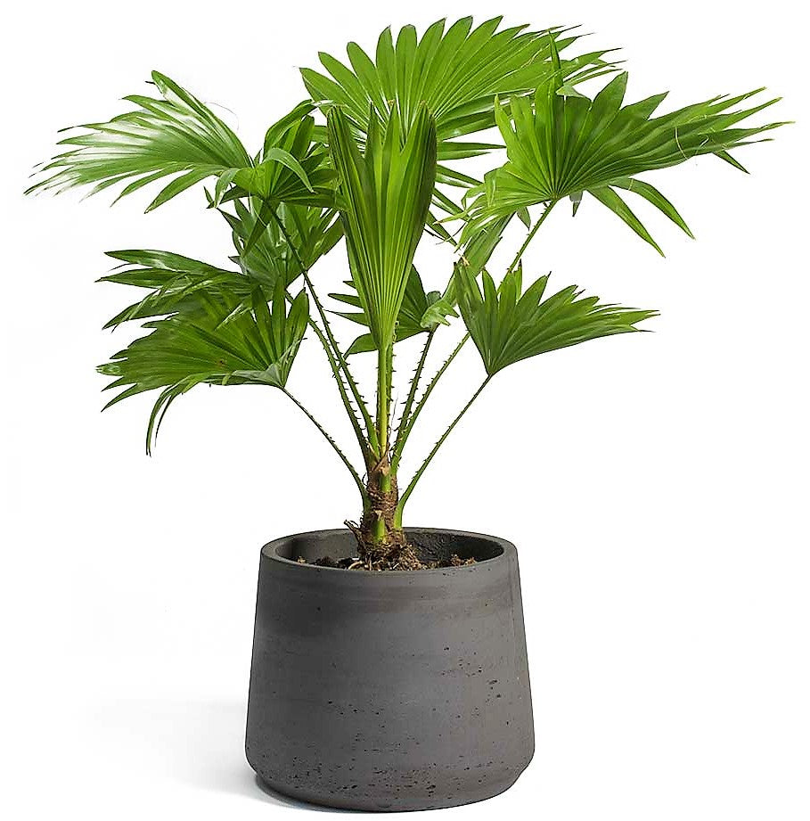 Livistona Palm, Footstool Palm, Table Palm, Fan Palm - www.Greenie.ae Buy online Best and Healthy Plants and quality products guarantee in Dubai Plants Shop in Dubai Abu Dhabi all over UAE Plants near me Fresh Plants in Dubai where to buy plants in UAE - Greenie.ae