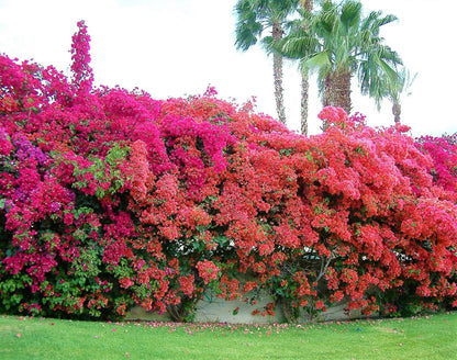 Bougainvillea Rainbow GOLD - www.Greenie.ae Buy online Best and Healthy Plants and quality products guarantee in Dubai Plants Shop in Dubai Abu Dhabi all over UAE Plants near me Fresh Plants in Dubai where to buy plants in UAE - Greenie.ae