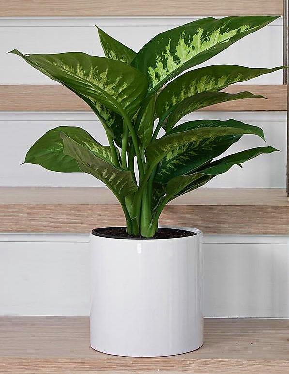 Dieffenbachia Seguine, Tropic Snow - www.Greenie.ae Buy online Best and Healthy Plants and quality products guarantee in Dubai Plants Shop in Dubai Abu Dhabi all over UAE Plants near me Fresh Plants in Dubai where to buy plants in UAE - Greenie.ae