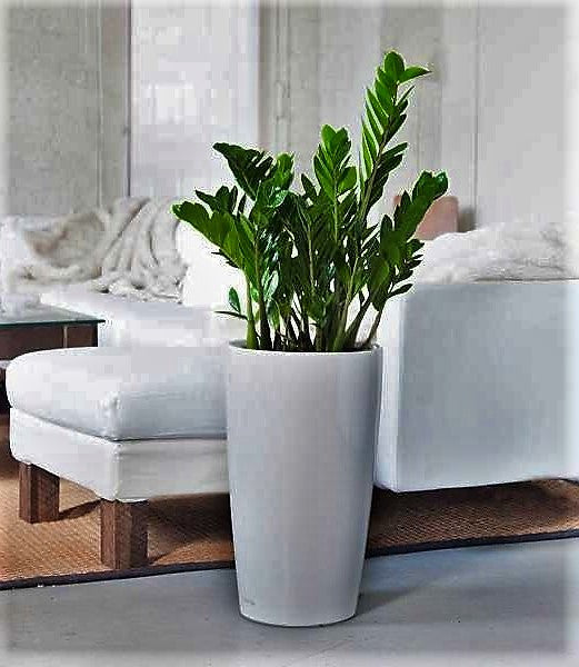 ZZ Plant, Zamioculcas Zamiifolia, Zanzibar Gem - www.Greenie.ae Buy online Best and Healthy Plants and quality products guarantee in Dubai Plants Shop in Dubai Abu Dhabi all over UAE Plants near me Fresh Plants in Dubai where to buy plants in UAE - Greenie.ae