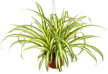 Variegated Spider Plant (Chlorophytum comosum ‘Variegatum’) - www.Greenie.ae Buy online Best and Healthy Plants and quality products guarantee in Dubai Plants Shop in Dubai Abu Dhabi all over UAE Plants near me Fresh Plants in Dubai where to buy plants in UAE - Greenie.ae