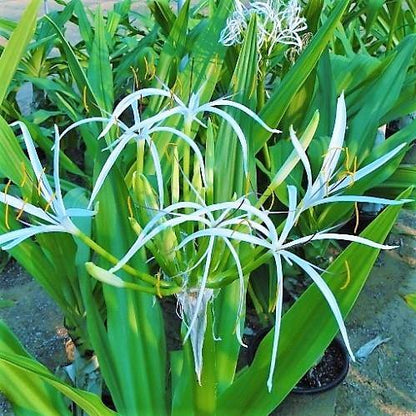 Crinum asiaticum, Spider lily or Seashore lily - www.Greenie.ae Buy online Best and Healthy Plants and quality products guarantee in Dubai Plants Shop in Dubai Abu Dhabi all over UAE Plants near me Fresh Plants in Dubai where to buy plants in UAE - Greenie.ae