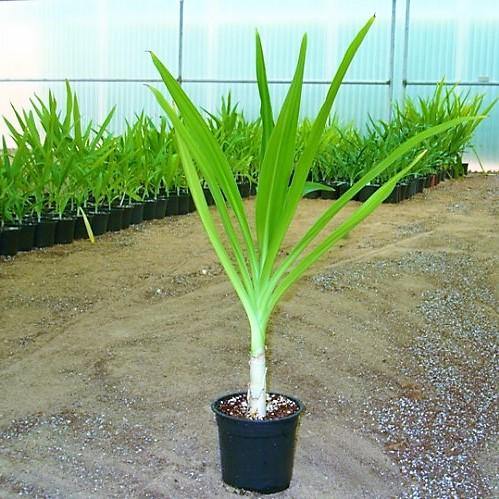 Crinum asiaticum, Spider lily or Seashore lily - www.Greenie.ae Buy online Best and Healthy Plants and quality products guarantee in Dubai Plants Shop in Dubai Abu Dhabi all over UAE Plants near me Fresh Plants in Dubai where to buy plants in UAE - Greenie.ae