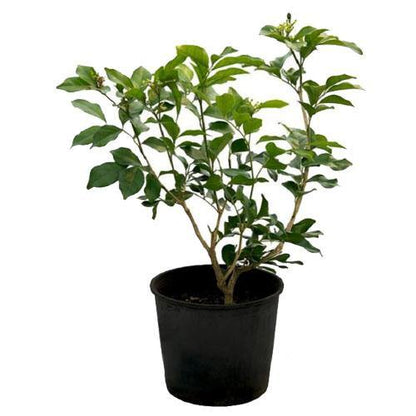 Clerodendrum inerme, Wild Jasmine - www.Greenie.ae Buy online Best and Healthy Plants and quality products guarantee in Dubai Plants Shop in Dubai Abu Dhabi all over UAE Plants near me Fresh Plants in Dubai where to buy plants in UAE - Greenie.ae