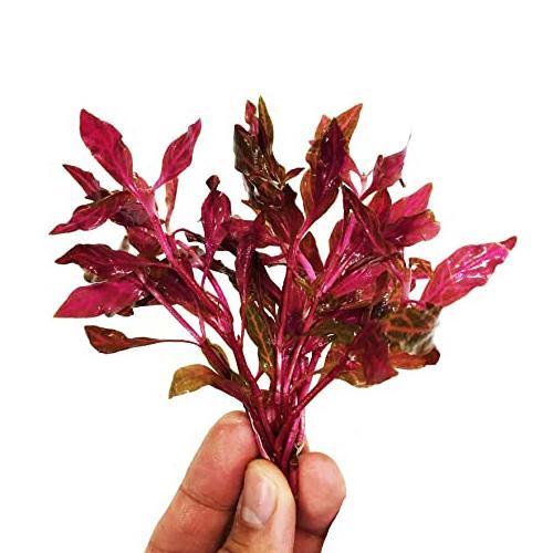 Alternanthera Red, Red Sessile, Joyweed (small) - www.Greenie.ae Buy online Best and Healthy Plants and quality products guarantee in Dubai Plants Shop in Dubai Abu Dhabi all over UAE Plants near me Fresh Plants in Dubai where to buy plants in UAE - Greenie.ae