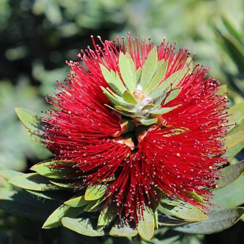 Callistemon Viminalis, Bottle Brush - www.Greenie.ae Buy online Best and Healthy Plants and quality products guarantee in Dubai Plants Shop in Dubai Abu Dhabi all over UAE Plants near me Fresh Plants in Dubai where to buy plants in UAE - Greenie.ae