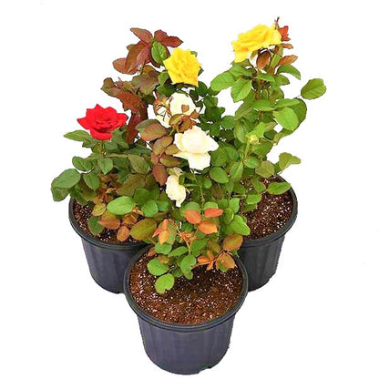 Rose Plant Outdoor - www.Greenie.ae Buy online Best and Healthy Plants and quality products guarantee in Dubai Plants Shop in Dubai Abu Dhabi all over UAE Plants near me Fresh Plants in Dubai where to buy plants in UAE - Greenie.ae