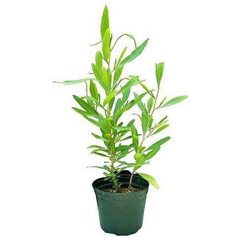 Dodonaea Viscosa, Hopbush - www.Greenie.ae Buy online Best and Healthy Plants and quality products guarantee in Dubai Plants Shop in Dubai Abu Dhabi all over UAE Plants near me Fresh Plants in Dubai where to buy plants in UAE - Greenie.ae