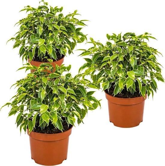 Ficus Benjamina, Kinky - www.Greenie.ae Buy online Best and Healthy Plants and quality products guarantee in Dubai Plants Shop in Dubai Abu Dhabi all over UAE Plants near me Fresh Plants in Dubai where to buy plants in UAE - Greenie.ae