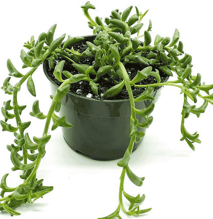 String of Dolphins , Senecio Peregrinus - www.Greenie.ae Buy online Best and Healthy Plants and quality products guarantee in Dubai Plants Shop in Dubai Abu Dhabi all over UAE Plants near me Fresh Plants in Dubai where to buy plants in UAE - Greenie.ae