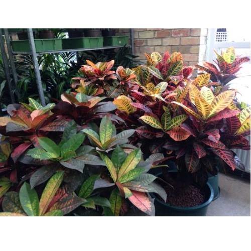 Codiaeum Iceton, Codiaeum Variegatum, Croton - www.Greenie.ae Buy online Best and Healthy Plants and quality products guarantee in Dubai Plants Shop in Dubai Abu Dhabi all over UAE Plants near me Fresh Plants in Dubai where to buy plants in UAE - Greenie.ae