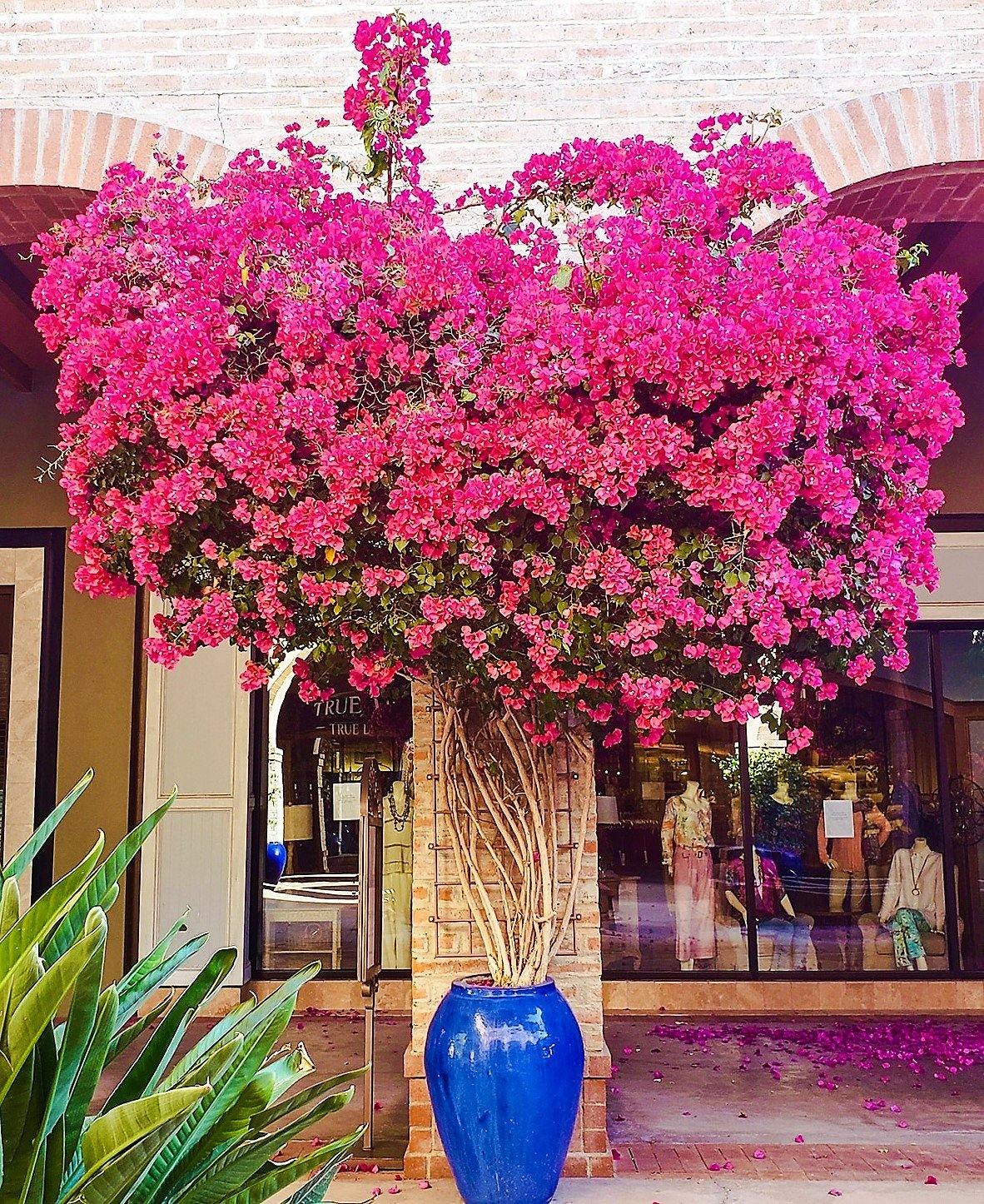 Bougainvillea Spectabilis Pink - www.Greenie.ae Buy online Best and Healthy Plants and quality products guarantee in Dubai Plants Shop in Dubai Abu Dhabi all over UAE Plants near me Fresh Plants in Dubai where to buy plants in UAE - Greenie.ae