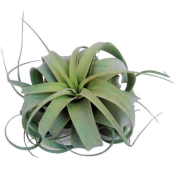 Tillandsia Xerographica - www.Greenie.ae Buy online Best and Healthy Plants and quality products guarantee in Dubai Plants Shop in Dubai Abu Dhabi all over UAE Plants near me Fresh Plants in Dubai where to buy plants in UAE - Greenie.ae