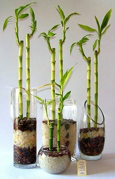 Lucky Bamboo, Dracaena Sanderiana - www.Greenie.ae Buy online Best and Healthy Plants and quality products guarantee in Dubai Plants Shop in Dubai Abu Dhabi all over UAE Plants near me Fresh Plants in Dubai where to buy plants in UAE - Greenie.ae